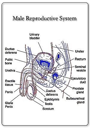 diagrams of a penis